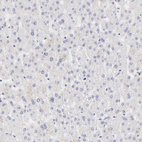 Anti-RNASE1 Antibody