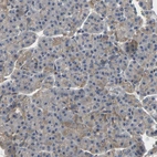 Immunohistochemical staining of human pancreas shows very weak cytoplasmic positivity in exocrine glandular cells.