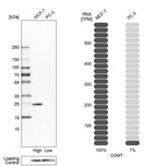 Anti-COMT Antibody