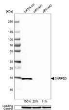 Western blot analysis in HEK293 cells transfected with control siRNA, target specific siRNA probe #1 and #2, using Anti-SNRPD3 antibody. Remaining relative intensity is presented. Loading control: Anti-GAPDH.