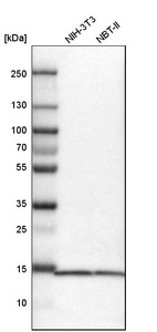 Western blot analysis in mouse cell line NIH-3T3 and rat cell line NBT-II.