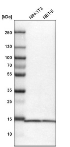 Anti-SNRPD3 Antibody