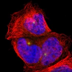 Immunofluorescent staining of human cell line A-431 shows localization to microtubule organizing center.