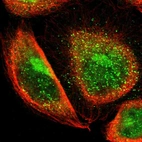 Immunofluorescent staining of human cell line A-431 shows localization to nucleoplasm, the Golgi apparatus & vesicles.