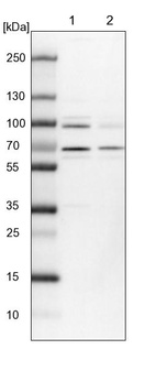 Lane 1: NIH-3T3 cell lysate (Mouse embryonic fibroblast cells)_br/_Lane 2: NBT-II cell lysate (Rat Wistar bladder tumour cells)