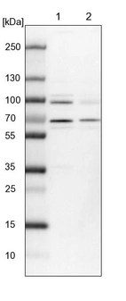Lane 1: NIH-3T3 cell lysate (Mouse embryonic fibroblast cells)_br/_Lane 2: NBT-II cell lysate (Rat Wistar bladder tumour cells)