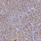 Immunohistochemical staining of human pancreas shows moderate cytoplasmic positivity in exocrine glandular cells.