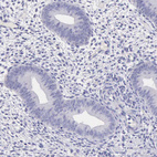 Anti-LRFN5 Antibody
