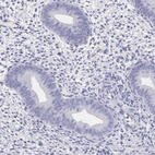 Immunohistochemical staining of human endometrium shows no positivity in glandular cells.