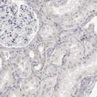 Immunohistochemical staining of human kidney shows no positivity as expected.