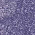 Anti-MAGEB1 Antibody