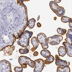 Immunohistochemical staining of human placenta shows moderate membranous positivity in trophoblastic cells.
