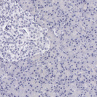 Immunohistochemical staining of human pancreas shows no positivity in exocrine glandular cells as expected.