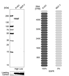 Western blot analysis in human cell lines A-431 and MCF-7 using Anti-EGFR antibody. Corresponding EGFR RNA-seq data are presented for the same cell lines. Loading control: Anti-GAPDH.