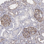 Immunohistochemical staining of human kidney shows strong cytoplasmic positivity in cells in glomeruli.