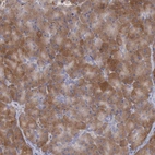 Immunohistochemical staining of human pancreas shows strong cytoplasmic positivity in exocrine glandular cells.