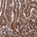 Immunohistochemical staining of human duodenum shows strong cytoplasmic positivity in glandular cells.