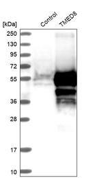 Western blot analysis in control (vector only transfected HEK293T lysate) and TMED8 over-expression lysate (Co-expressed with a C-terminal myc-DDK tag (~3.1 kDa) in mammalian HEK293T cells, LY403916).