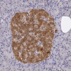 Immunohistochemical staining of human Pancreas shows strong cytoplasmic positivity in islets of Langerhans.