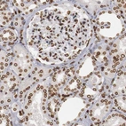 Immunohistochemical staining of human kidney shows moderate to strong positivity in nuclear membrane in cells in tubules and cells in glomeruli.