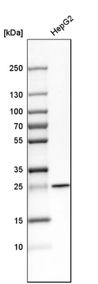 Western blot analysis in human cell line HepG2.
