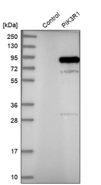 Western blot analysis in control (vector only transfected HEK293T lysate) and LY403619 over-expression lysate (Co-expressed with a C-terminal myc-DDK tag (~3.1 kDa) in mammalian HEK293T cells, LY403619).