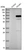 Anti-PIK3R1 Antibody
