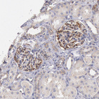 Anti-DRG1 Antibody