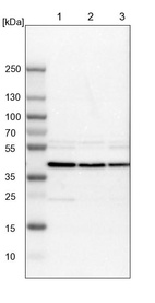 Anti-DRG1 Antibody