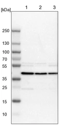 Lane 1: NIH-3T3 cell lysate (Mouse embryonic fibroblast cells)_br/_Lane 2: NBT-II cell lysate (Rat Wistar bladder tumour cells)_br/_Lane 3: PC12 cell lysate (Pheochromocytoma of rat adrenal medulla)