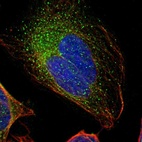 Immunofluorescent staining of human cell line U-2 OS shows localization to vesicles.
