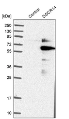 Western blot analysis in control (vector only transfected HEK293T lysate) and DGCR14 over-expression lysate (Co-expressed with a C-terminal myc-DDK tag (~3.1 kDa) in mammalian HEK293T cells, LY411609).