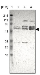 Anti-DGCR14 Antibody