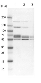Lane 1: NIH-3T3 cell lysate (Mouse embryonic fibroblast cells)_br/_Lane 2: NBT-II cell lysate (Rat Wistar bladder tumour cells)_br/_Lane 3: PC12 cell lysate (Pheochromocytoma of rat adrenal medulla)