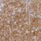 Immunohistochemical staining of human pancreas shows moderate cytoplasmic positivity in exocrine glandular cells.