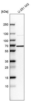 Western blot analysis in human cell line U-251 MG.