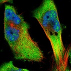 Immunofluorescent staining of human cell line U-251 MG shows localization to nuclear speckles & cytosol.