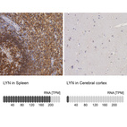 Anti-LYN Antibody