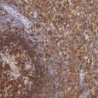 Immunohistochemical staining of human spleen shows high expression.