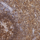 Immunohistochemical staining of human spleen shows high expression.