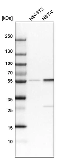 Western blot analysis in mouse cell line NIH-3T3 and rat cell line NBT-II.
