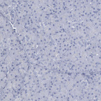 Anti-DMC1 Antibody