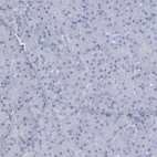 Immunohistochemical staining of human pancreas shows no expression in exocrine glandular cells as expected.