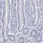 Immunohistochemical staining of human duodenum shows no expression in glandular cells as expected.