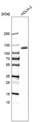 Western blot analysis in human cell line HDLM-2.