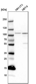 Western blot analysis in mouse cell line NIH-3T3 and rat cell line NBT-II.