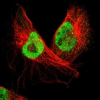 Immunofluorescent staining of human cell line U-251 MG shows localization to nucleoplasm & centrosome.