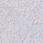 Immunohistochemical staining of human pancreas shows no positivity in exocrine glandular cells.