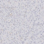 Immunohistochemical staining of human pancreas shows no positivity in exocrine glandular cells.