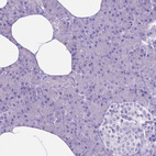 Immunohistochemical staining of human pancreas shows no positivity in exocrine glandular cells as expected.